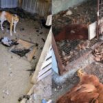 Productores denuncian ataques de perros y pérdidas de más de 200 aves en chacras de Kilómetro 17
