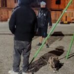 Intentó asaltar a una joven con un pitbull para intimidarla y terminó detenido en Puerto Madryn