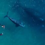 Ballenas en peligro por el buceo no autorizado en Playa Paraná