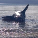 Hallaron muerto a un ballenato en la costa céntrica de Puerto Madryn